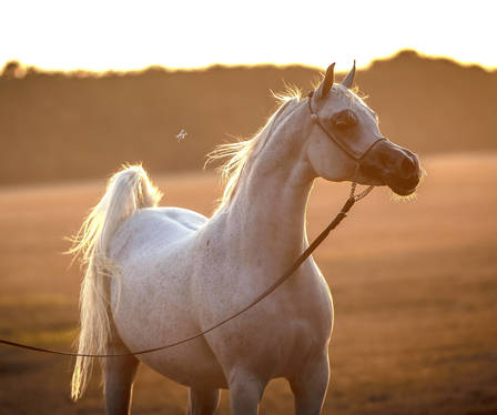 IMG-BANNER